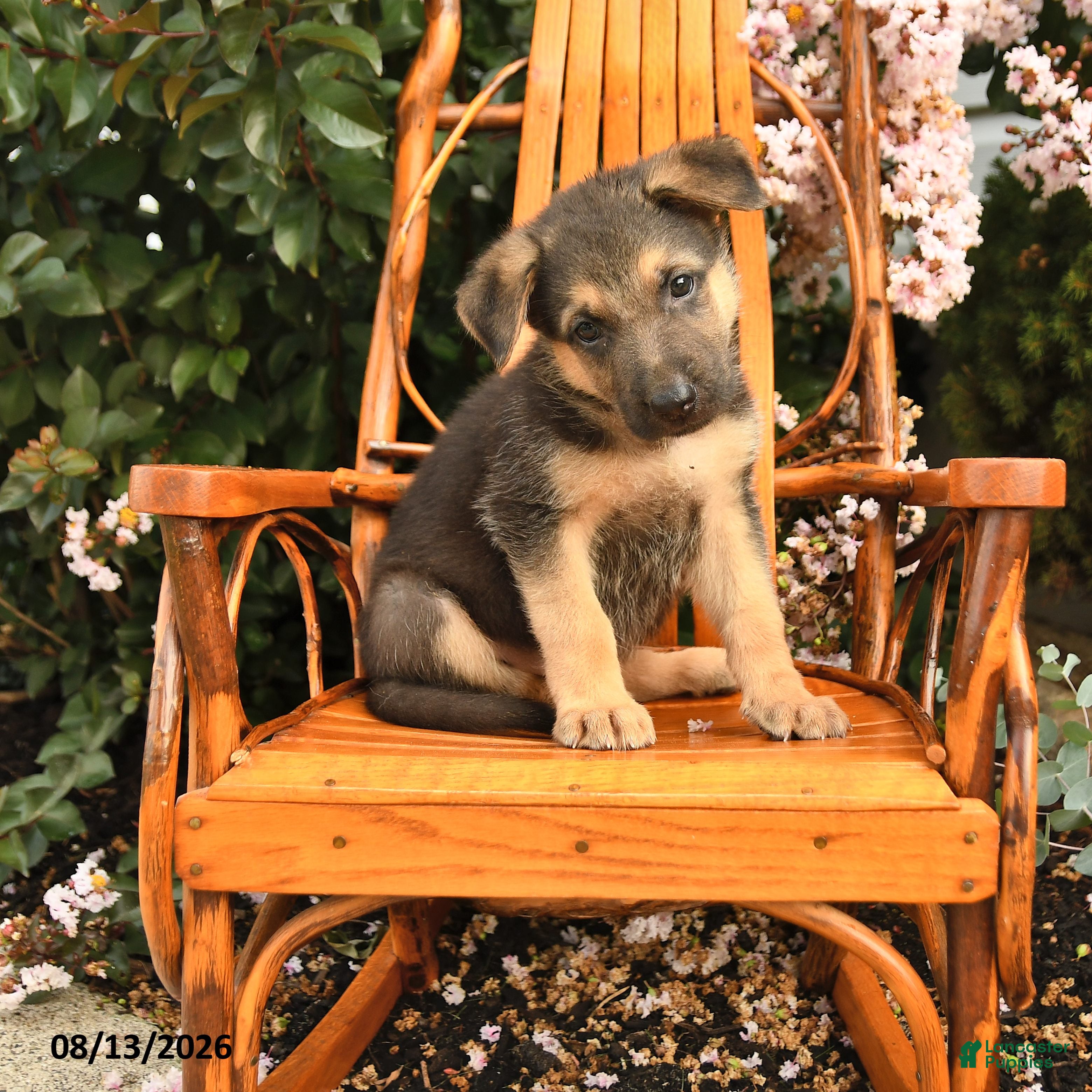 German Shepherd dogs Zeus - Ad 1