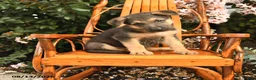 German Shepherd dogs for sale: Zeus - Ad 1
