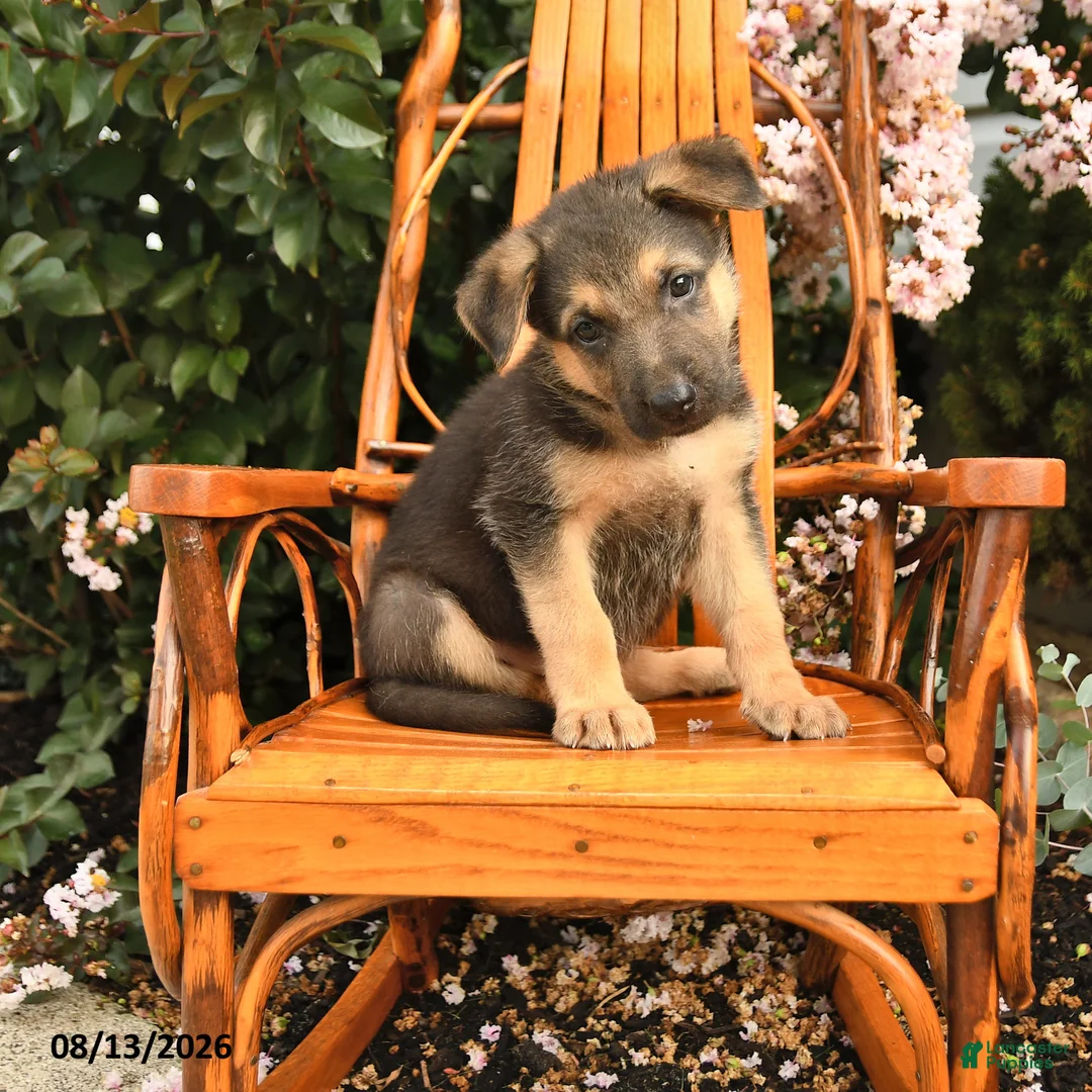 German Shepherd dogs for sale: Zeus - Ad 1