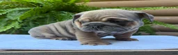 English Bulldog dogs for sale: Milo  - Ad 3