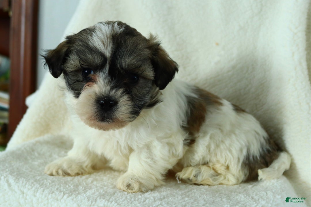 Teddy Bear dogs for sale: Ruffus - Ad 2