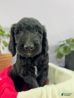 Goldendoodle dogs Pumpkin - Ad 18