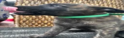 Dutch Shepherd dogs for sale: Dutch Shepherd 2 - Ad 3