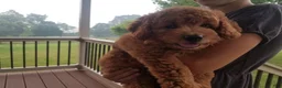 Mini Goldendoodle dogs for sale: Ginger - Ad 7