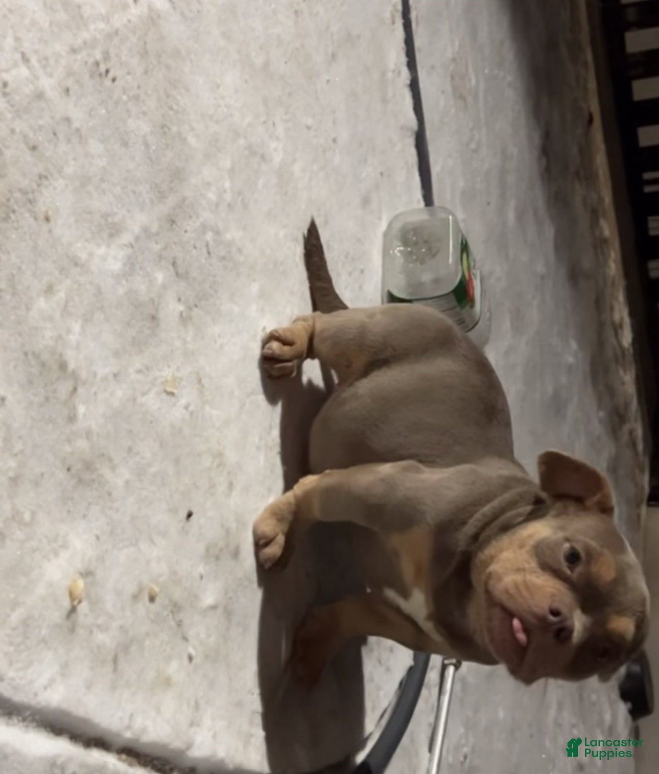 American Bully dogs Khaotic - Ad 13
