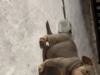 American Bully dogs Khaotic - Ad 9