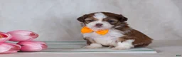 Mixed Breed dogs for sale: Denver - Ad 1