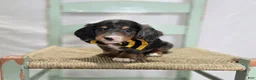 Miniature Dachshund dogs for sale: Flicker - Ad 2