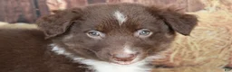 Australian Shepherd dogs for sale: Fern  - Ad 4