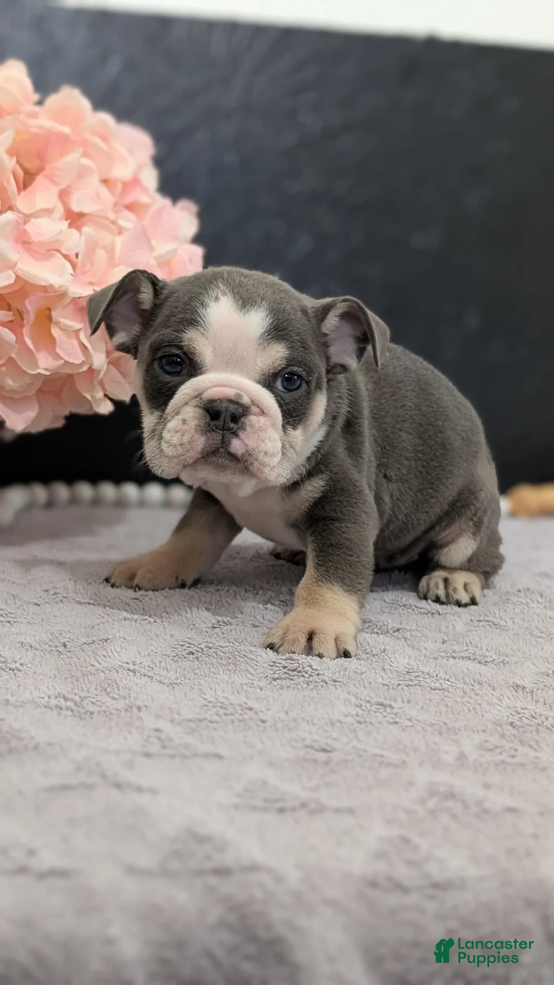 English Bulldog dogs for sale: Zoey - Ad 2