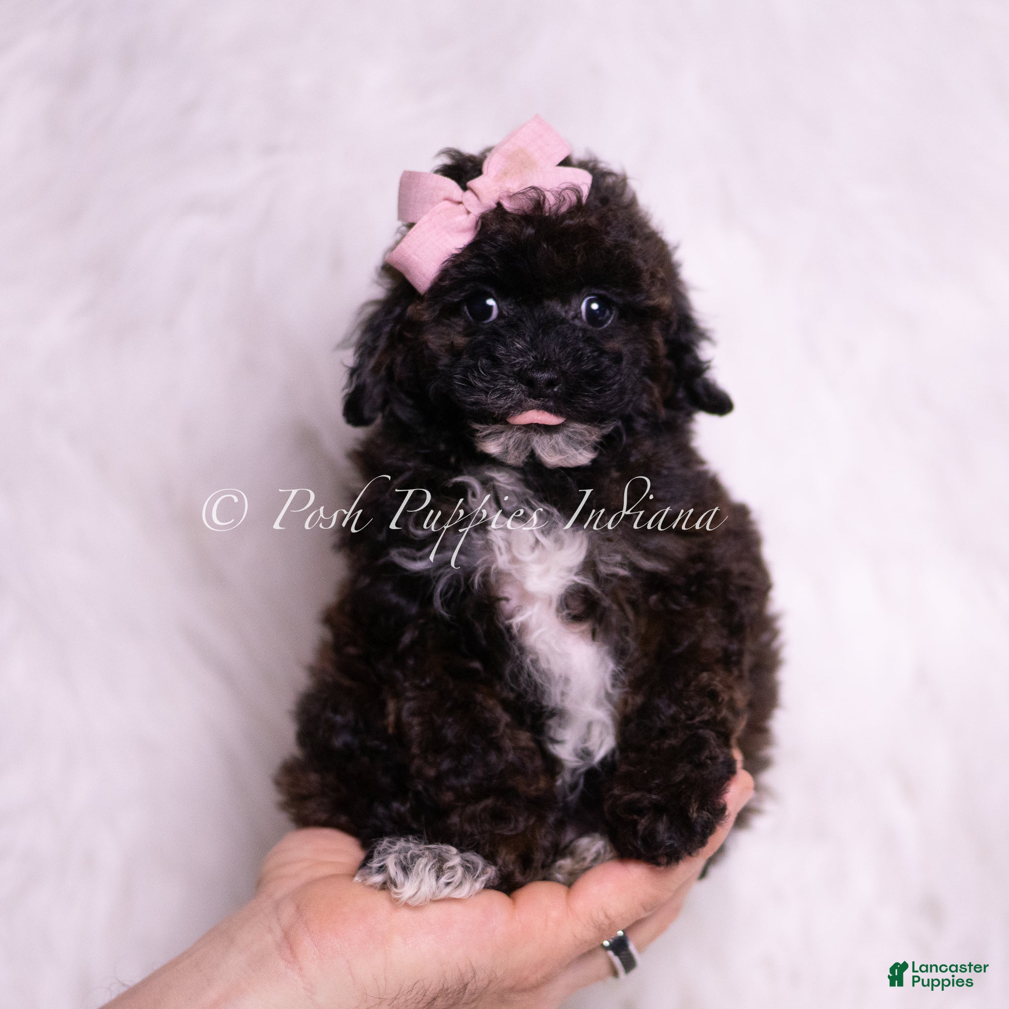 Toy Poodle dogs Bebe - Ad 9