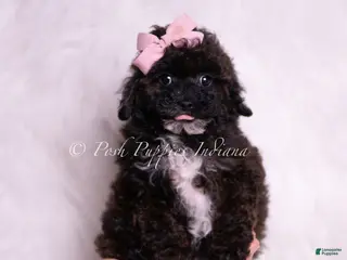 Toy Poodle dogs Bebe - Ad 9