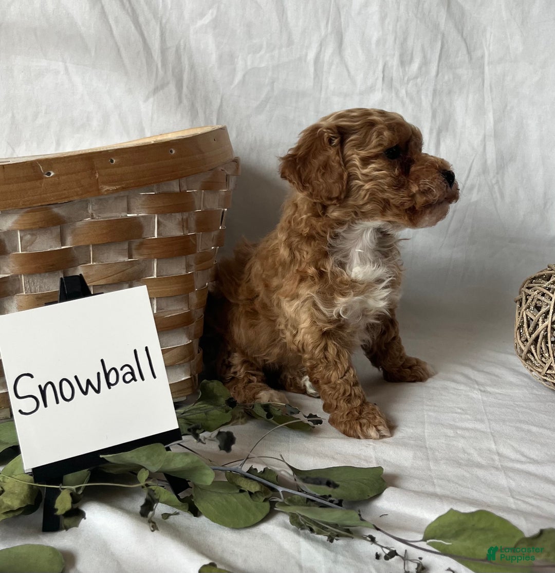 Maltipoo dogs for sale: Snowball - Ad 3