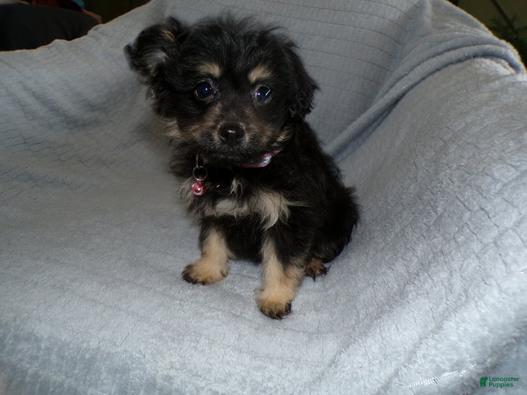 Pomapoo dogs for sale: Pomapoo Puppy 1 Tara - Ad 3