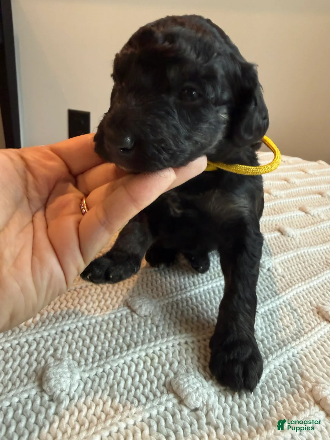 Mixed Breed dogs for sale: Ace - Ad 2