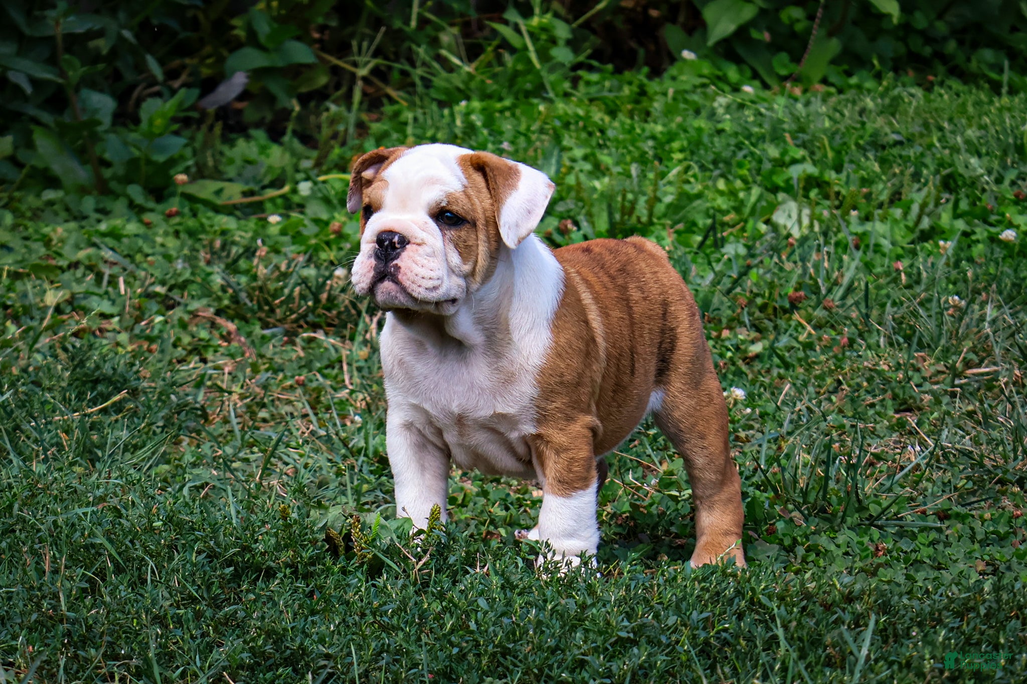 English Bulldog dogs Daxter - Ad 1