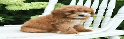 Cavapoo dogs for sale: Daisy - Ad 3