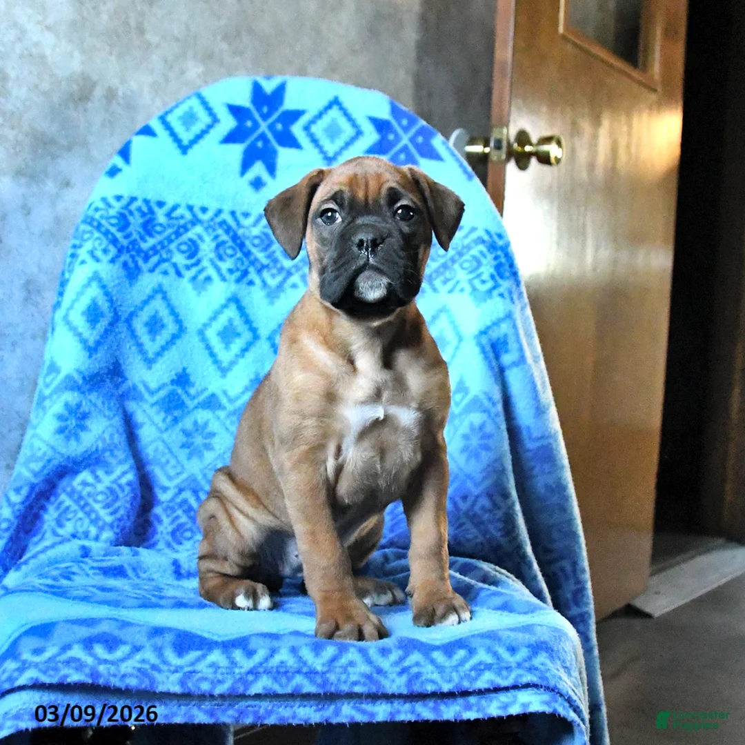 Boxer dogs for sale: Lucy - Ad 3