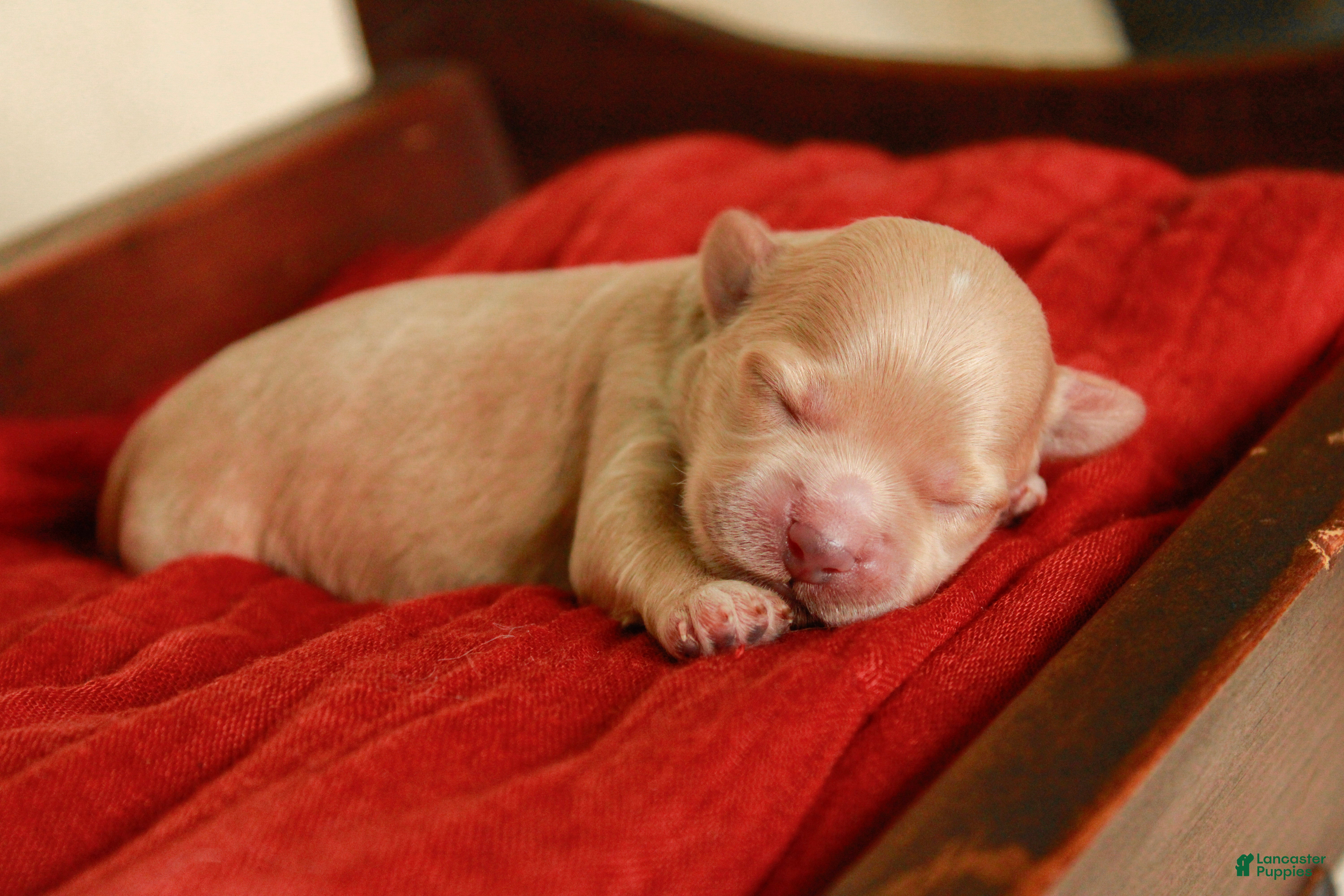 Maltipoo dogs Pippin - Ad 1
