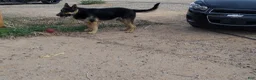 German Shepherd dogs for sale: Ragnar  - Ad 5
