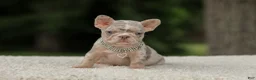 French Bulldog dogs for sale: Digger - Ad 10