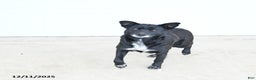 Mixed Breed dogs for sale: Zoey - Ad 4