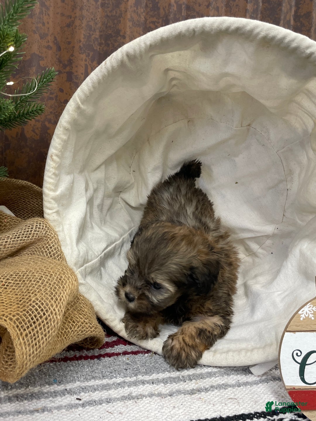 Shihpoo dogs for sale: Camden  - Ad 5