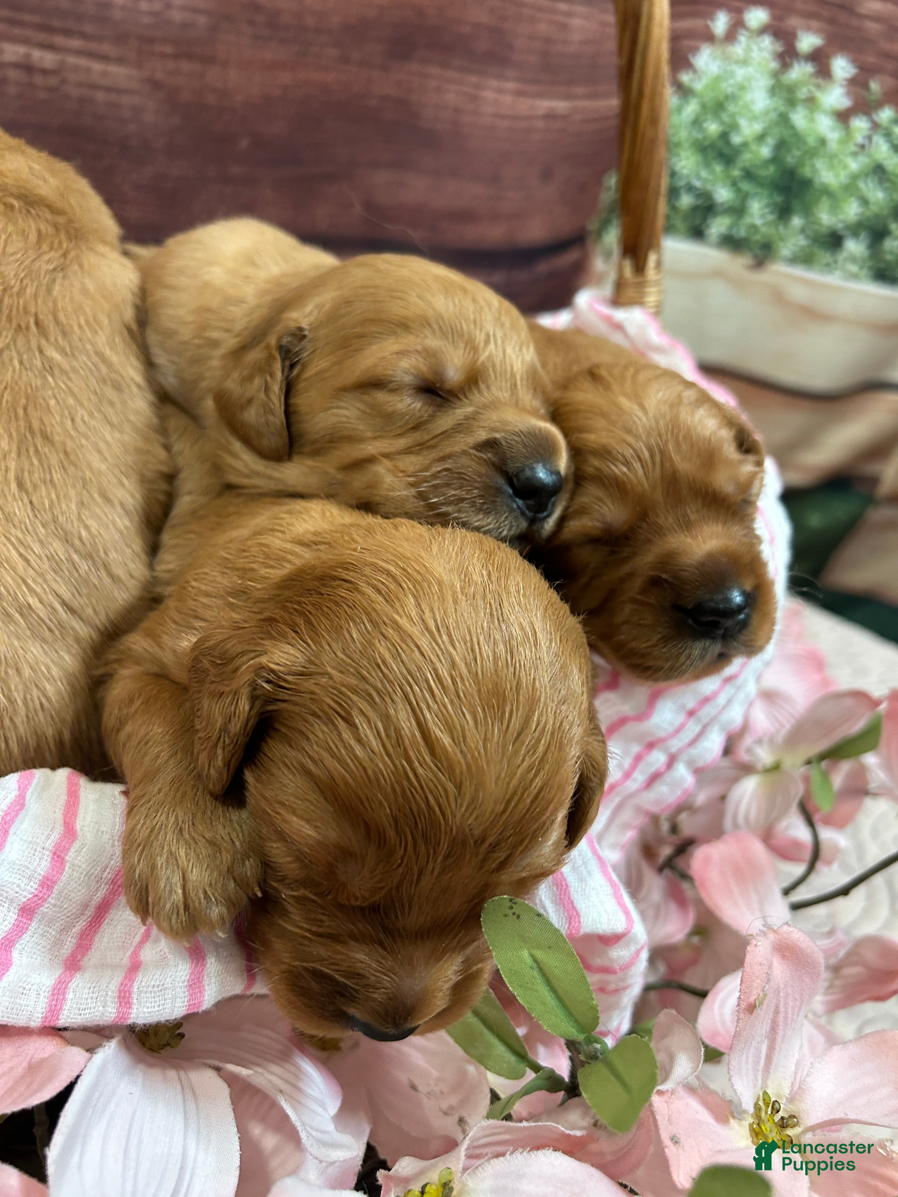 Golden Retriever dogs Clifford  - Ad 2