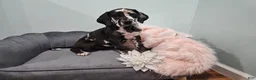 Great Dane dogs for sale: Harlequin Beauty  - Ad 4