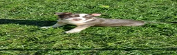 American Bully dogs for sale: American Bully 5 - Ad 21