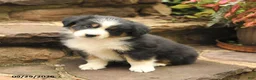 Australian Shepherd dogs for sale: Mars  - Ad 2