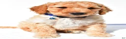 Standard Poodle dogs for sale: Anderson - Ad 7