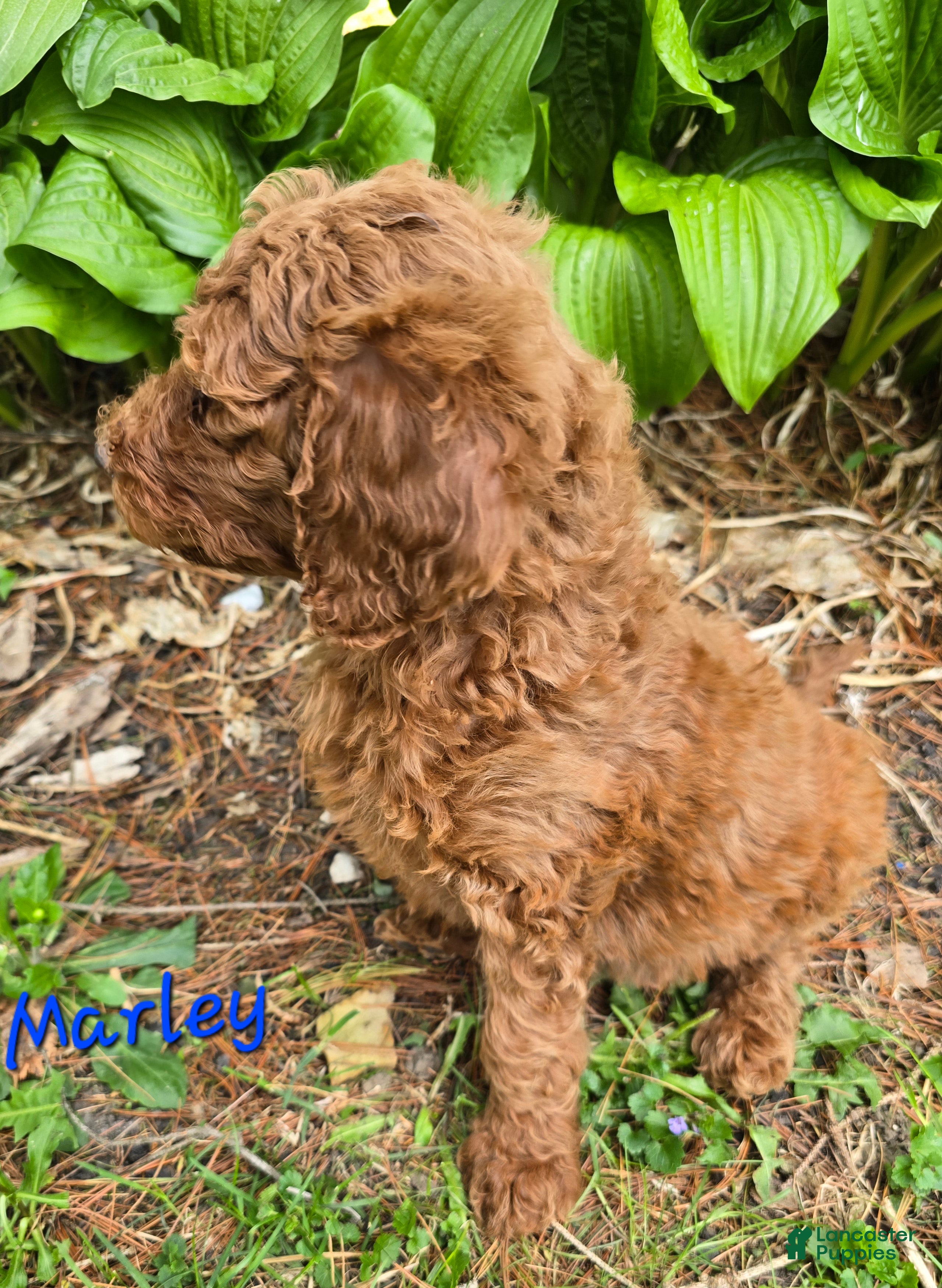 Goldendoodle dogs Goldendoodle Puppy 4 - Ad 22