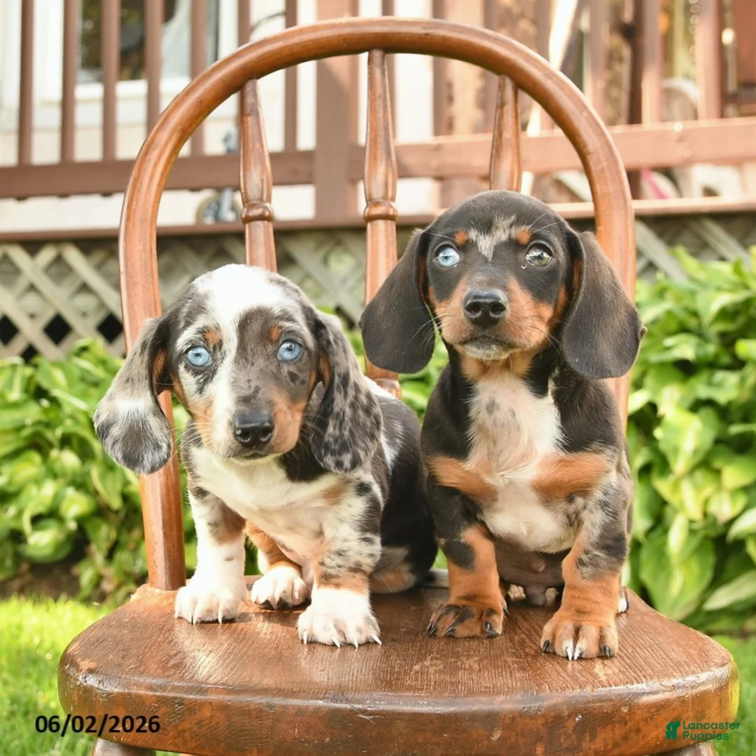 Miniature Dachshund dogs for sale: Ollie  - Ad 3