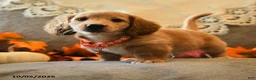 Miniature Dachshund dogs for sale: Sport - Ad 3