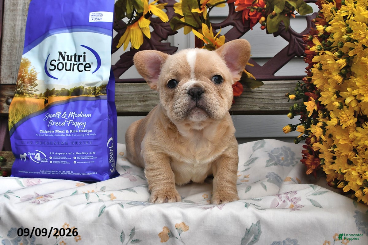 French Bulldog dogs Waffles - Ad 1