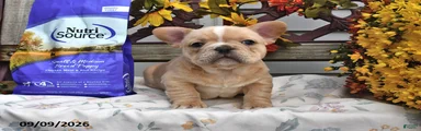 Waffles