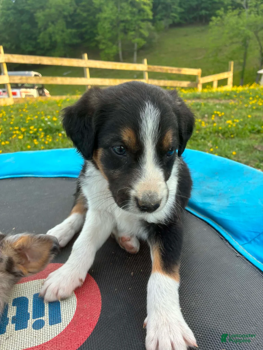 Mixed Breed dogs for sale: Marky - Ad 1