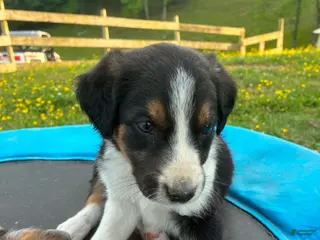 Mixed Breed dogs Marky - Ad 17