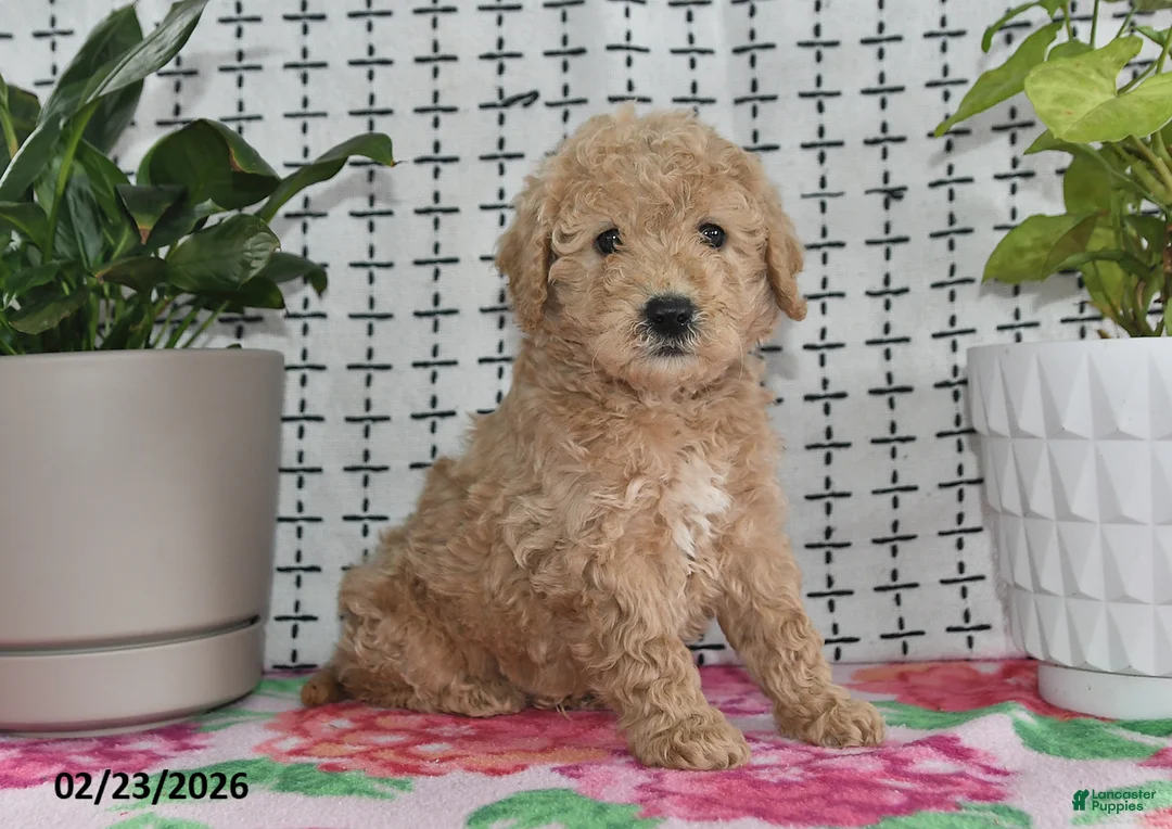Goldendoodle dogs for sale: Ralph - Ad 4