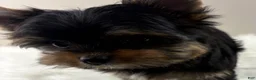 Yorkshire Terrier dogs for sale: Mo - Ad 6