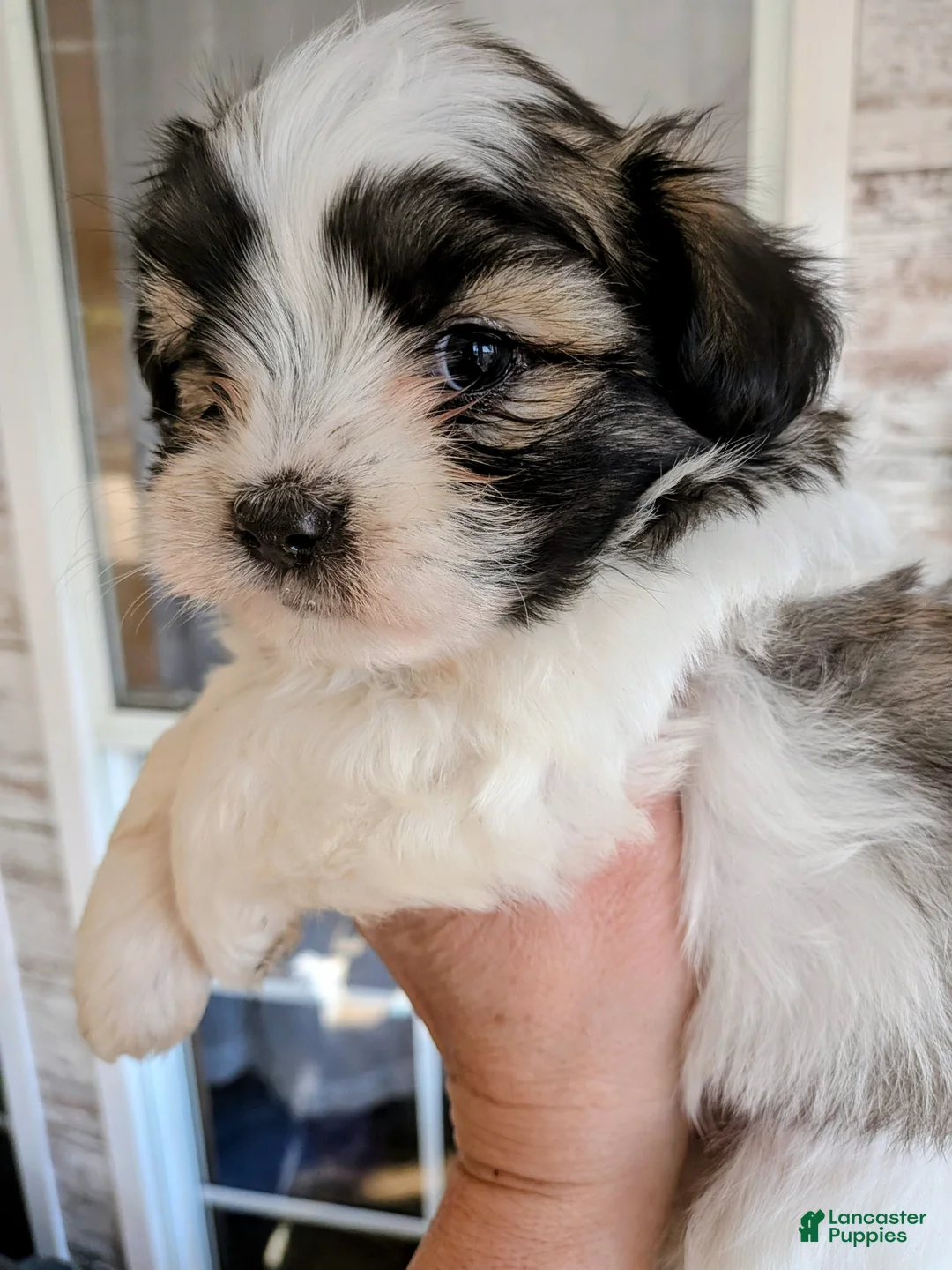 Mixed Breed dogs for sale: Mixed Breed Puppy 2 - Ad 1