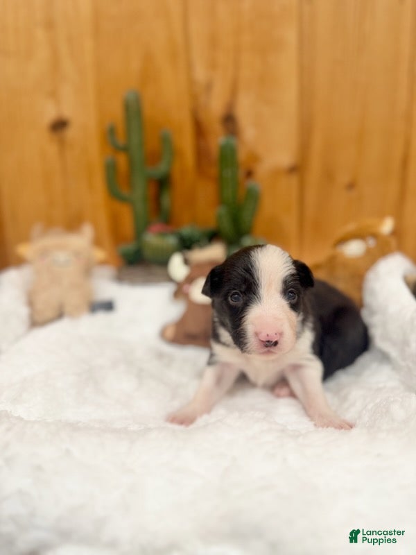 Border Collie dogs Girl 5 - Ad 39