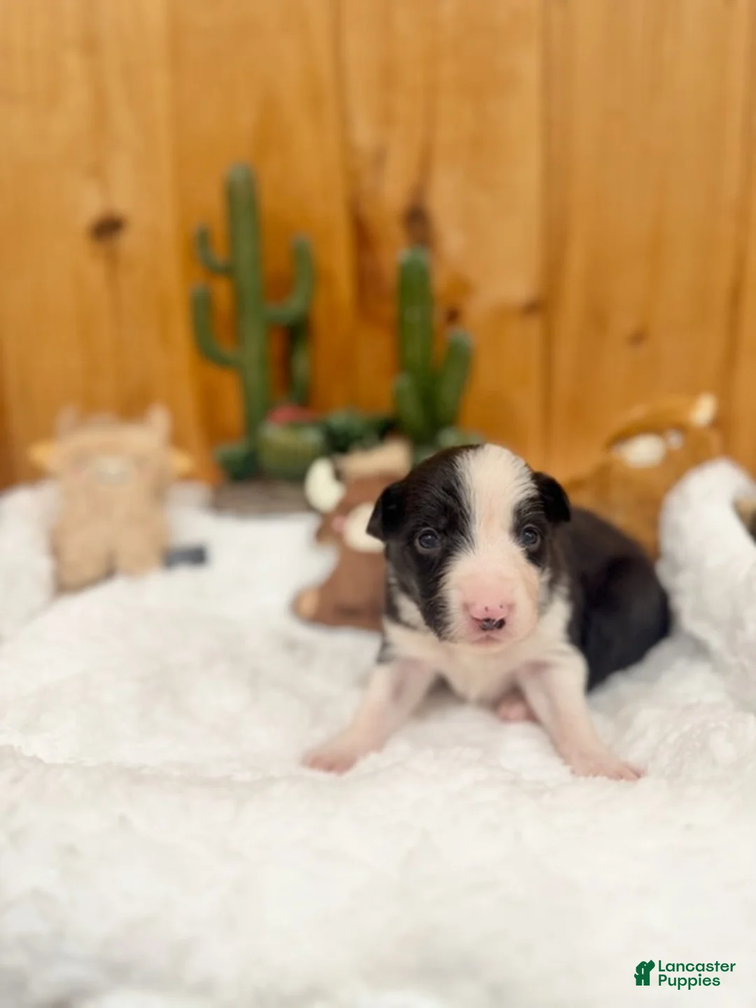 Border Collie dogs for sale: Girl 5 - Ad 1