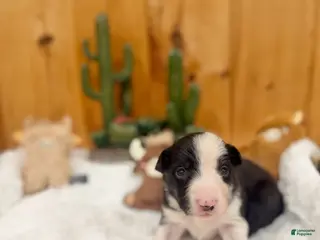 Border Collie dogs Girl 5 - Ad 39