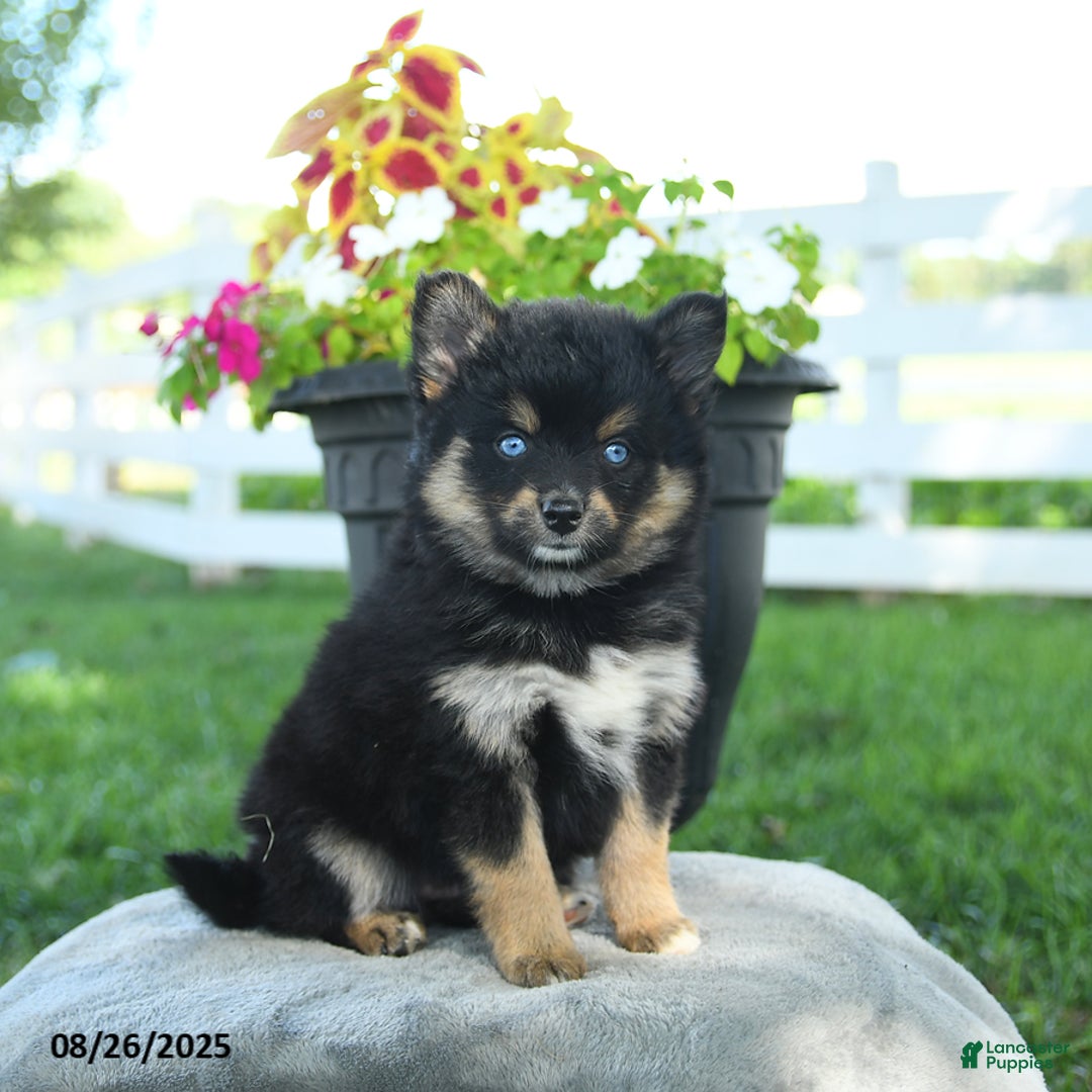 F1 F2 F2b Pomsky Miniature Husky Pomsky Puppies For Sale Lancaster