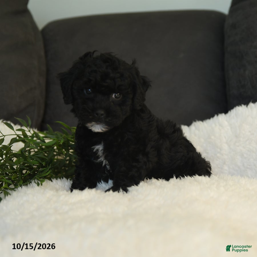 Teddy Bear dogs Katrina - Ad 2