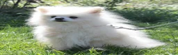 Pomeranian dogs for sale: Justin - Ad 3
