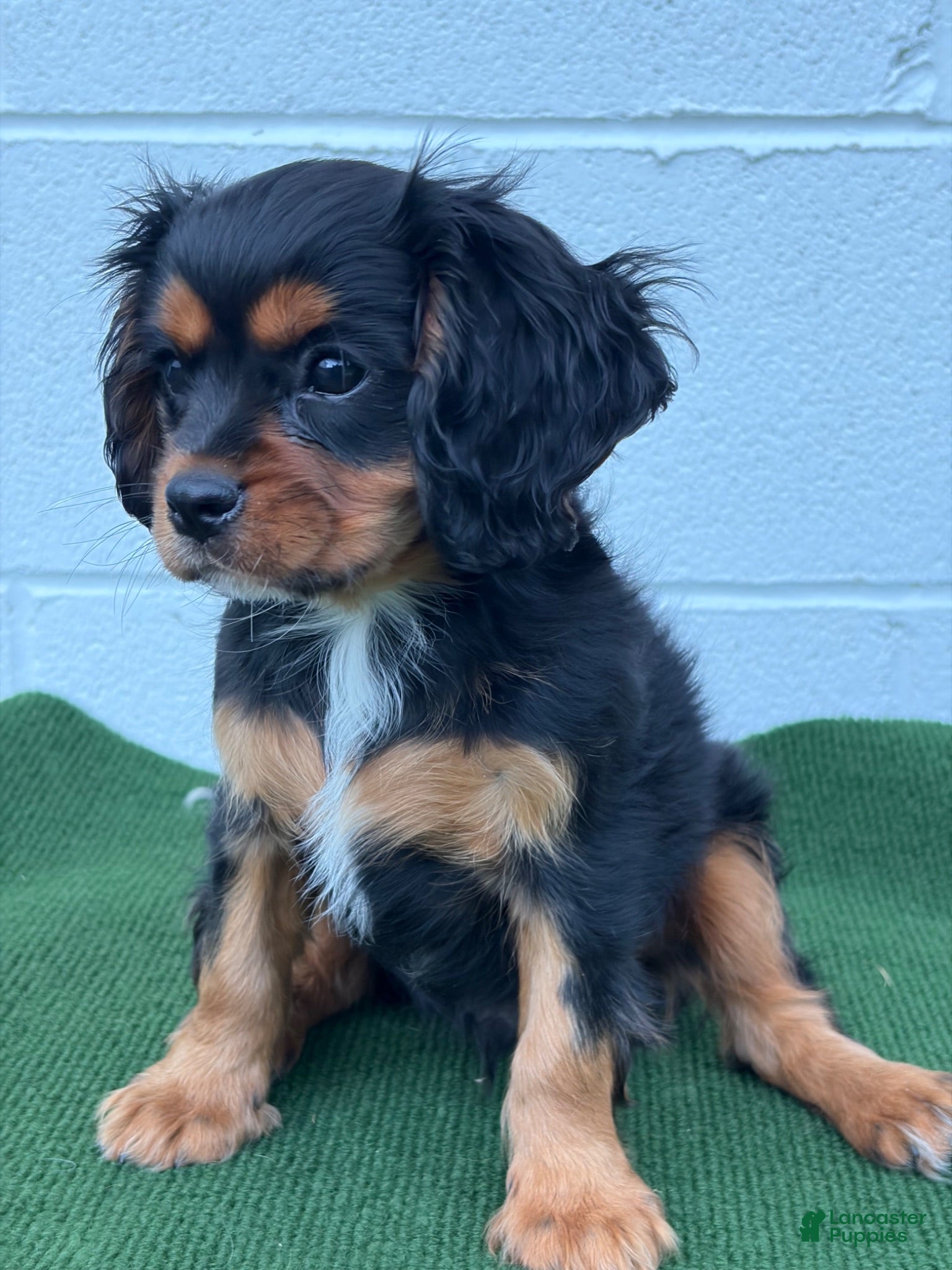 Cavalier King Charles Spaniel dogs Starbucks  - Ad 1
