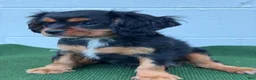 Cavalier King Charles Spaniel dogs for sale: Starbucks  - Ad 1